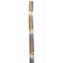 Heirloom Sugarcane (Saccharum sp.) Stem Piece, Cultivar 1