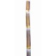 Heirloom Sugarcane (Saccharum sp.) Rooted, Growing Sugar Sett, Cultivar 1 Heirloom Sugarcane (Saccharum sp.) Rooted, Growing Sugar Sett, Cultivar 1