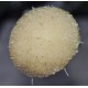 Heirloom Sugarcane (Saccharum sp.) Rooted, Growing Sugar Sett, Cultivar 1 Heirloom Sugarcane (Saccharum sp.) Rooted, Growing Sugar Sett, Cultivar 1