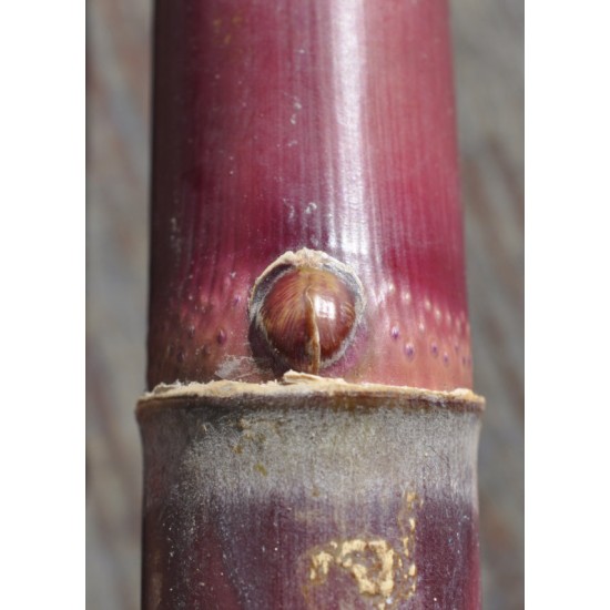 Heirloom Sugarcane (Saccharum sp.) Stem Piece, Cultivar 2 Heirloom Sugarcane (Saccharum sp.) Stem Piece, Cultivar 2