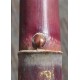 Heirloom Sugarcane (Saccharum sp.) Stem Piece, Cultivar 2 Heirloom Sugarcane (Saccharum sp.) Stem Piece, Cultivar 2
