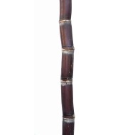 Heirloom Sugarcane (Saccharum sp.) Stem Piece, Cultivar 2