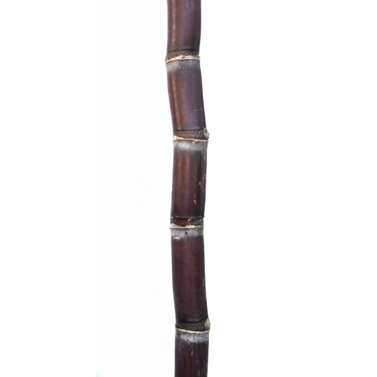 Heirloom Sugarcane (Saccharum sp.) Stem Piece, Cultivar 2 Heirloom Sugarcane (Saccharum sp.) Stem Piece, Cultivar 2