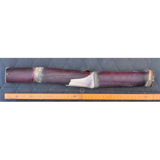 Heirloom Sugarcane (Saccharum sp.) Stem Piece, Cultivar 2 Heirloom Sugarcane (Saccharum sp.) Stem Piece, Cultivar 2