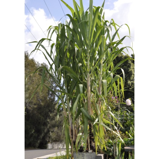Heirloom Sugarcane (Saccharum sp.) Rooted, Growing Sugar Sett, Cultivar 1 Heirloom Sugarcane (Saccharum sp.) Rooted, Growing Sugar Sett, Cultivar 1