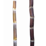 Pair of Heirloom Sugarcane (Saccharum sp.) Stems: Cultivars 1 and 2