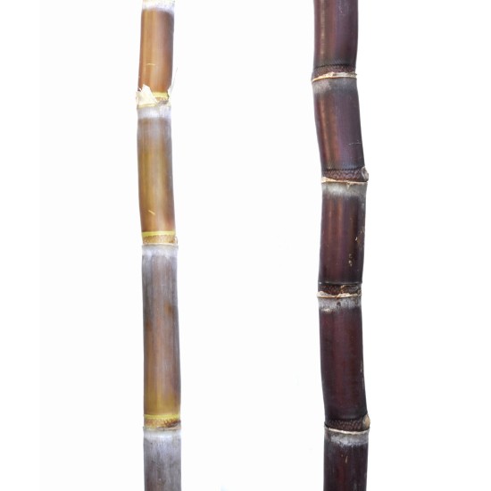 Pair of Heirloom Sugarcane (Saccharum sp.) Stems: Cultivars 1 and 2