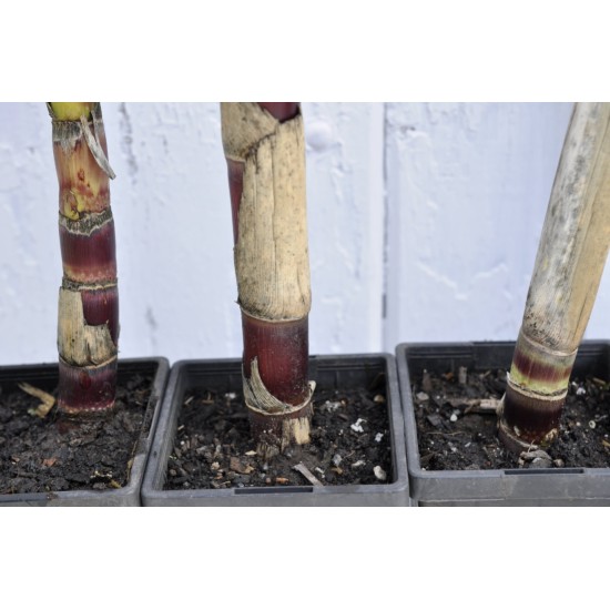 Heirloom Sugarcane (Saccharum sp.) Stem Piece, Cultivar 2 Heirloom Sugarcane (Saccharum sp.) Stem Piece, Cultivar 2