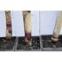 Heirloom Sugarcane (Saccharum sp.) Rooted, Growing Sugar Sett, Cultivar 2
