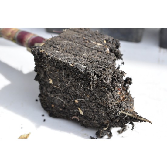 Heirloom Sugarcane (Saccharum sp.) Rooted, Growing Sugar Sett, Cultivar 1 Heirloom Sugarcane (Saccharum sp.) Rooted, Growing Sugar Sett, Cultivar 1