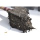 Heirloom Sugarcane (Saccharum sp.) Rooted, Growing Sugar Sett, Cultivar 1 Heirloom Sugarcane (Saccharum sp.) Rooted, Growing Sugar Sett, Cultivar 1
