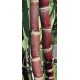 Heirloom Sugarcane (Saccharum sp.) Stem Piece, Cultivar 2 Heirloom Sugarcane (Saccharum sp.) Stem Piece, Cultivar 2