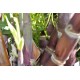Heirloom Sugarcane (Saccharum sp.) Stem Piece, Cultivar 2 Heirloom Sugarcane (Saccharum sp.) Stem Piece, Cultivar 2
