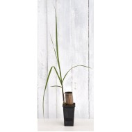 Heirloom Sugarcane (Saccharum sp.) Rooted, Shooting Sugarcane Sett, Cultivar 1