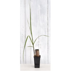 Heirloom Sugarcane (Saccharum sp.) Rooted, Shooting Sugarcane Sett, Cultivar 1