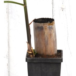 Heirloom Sugarcane (Saccharum sp.) Rooted, Shooting Sugarcane Sett, Cultivar 1