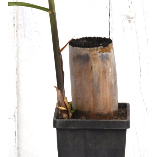 Heirloom Sugarcane (Saccharum sp.) Rooted, Shooting Sugarcane Sett, Cultivar 1