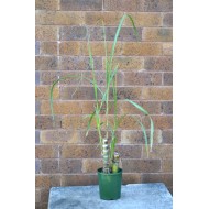Young Heirloom Sugarcane (Saccharum sp.) Settling, Cultivar 1, in 130 mm Pot