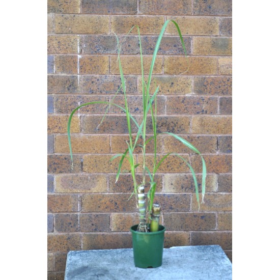 Young Heirloom Sugarcane (Saccharum sp.) Settling, Cultivar 1, Potted