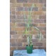 Young Heirloom Sugarcane (Saccharum sp.) Settling, Cultivar 1, Potted