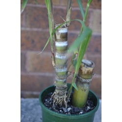 Young Heirloom Sugarcane (Saccharum sp.) Settling, Cultivar 1, Potted