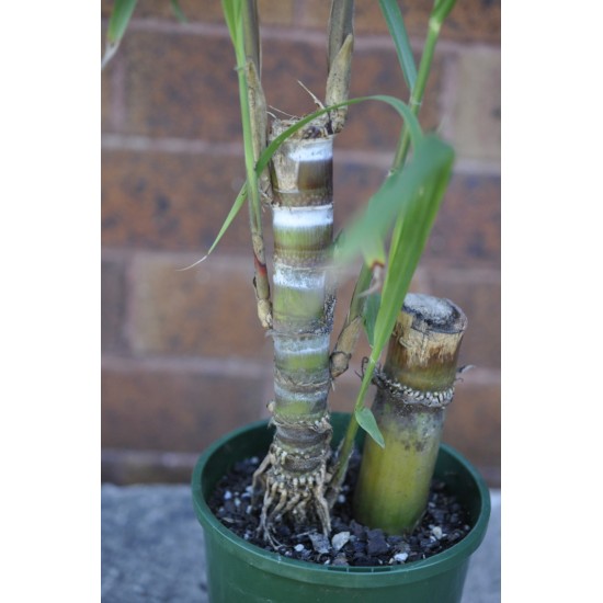 Young Heirloom Sugarcane (Saccharum sp.) Settling, Cultivar 1, Potted