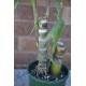 Young Heirloom Sugarcane (Saccharum sp.) Settling, Cultivar 1, Potted