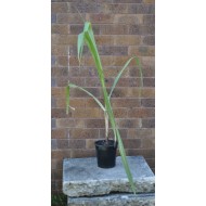 Young Heirloom Sugarcane (Saccharum sp.) Settling, Cultivar 2, Potted
