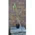 Young Heirloom Sugarcane (Saccharum sp.) Settling, Cultivar 2, Potted