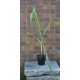 Young Heirloom Sugarcane (Saccharum sp.) Settling, Cultivar 2, Potted