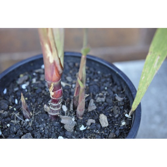 Young Heirloom Sugarcane (Saccharum sp.) Settling, Cultivar 2, Potted