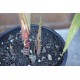 Young Heirloom Sugarcane (Saccharum sp.) Settling, Cultivar 2, Potted