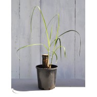 Young Heirloom Sugarcane (Saccharum sp.) Settling, Cultivar 1, in 130 mm Pot