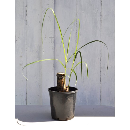 Young Heirloom Sugarcane (Saccharum sp.) Settling, Cultivar 1, in 130 mm Pot