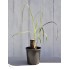 Young Heirloom Sugarcane (Saccharum sp.) Settling, Cultivar 1, in 130 mm Pot