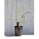 Young Heirloom Sugarcane (Saccharum sp.) Settling, Cultivar 1, in 130 mm Pot