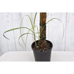 Young Heirloom Sugarcane (Saccharum sp.) Settling, Cultivar 1, in 130 mm Pot