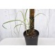 Young Heirloom Sugarcane (Saccharum sp.) Settling, Cultivar 1, in 130 mm Pot
