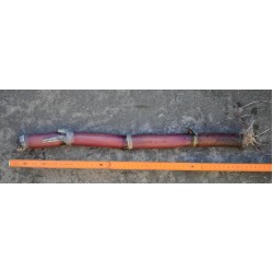 Heirloom Sugarcane (Saccharum sp.)Sugarcane Settling ( Rooted, Shooting  Sett), Cultivar 2