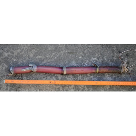 Heirloom Sugarcane (Saccharum sp.)Sugarcane Settling ( Rooted, Shooting  Sett), Cultivar 2
