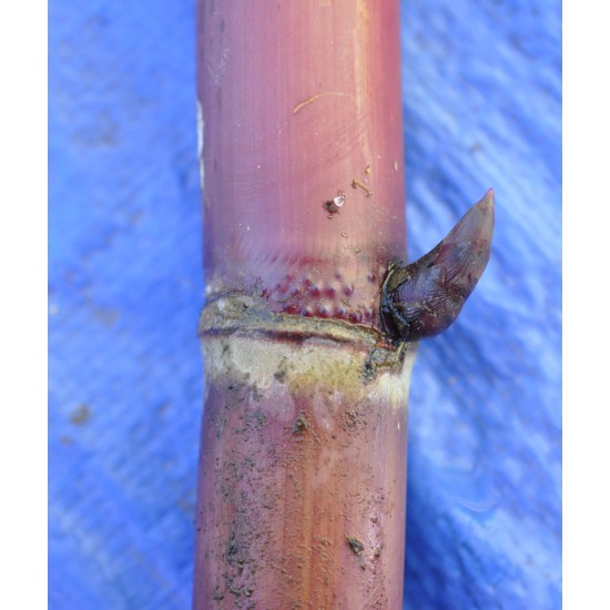 Heirloom Sugarcane (Saccharum sp.)Sugarcane Settling ( Rooted, Shooting  Sett), Cultivar 2