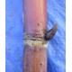 Heirloom Sugarcane (Saccharum sp.)Sugarcane Settling ( Rooted, Shooting  Sett), Cultivar 2