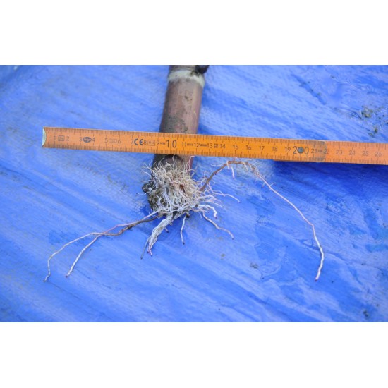 Heirloom Sugarcane (Saccharum sp.)Sugarcane Settling ( Rooted, Shooting  Sett), Cultivar 2