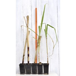 Heirloom Sugarcane (Saccharum sp.) Rooted, Growing Sugar Sett, Cultivar 1