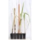 Heirloom Sugarcane (Saccharum sp.) Rooted, Growing Sugar Sett, Cultivar 1 Heirloom Sugarcane (Saccharum sp.) Rooted, Growing Sugar Sett, Cultivar 1