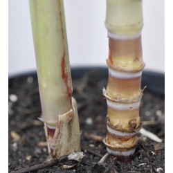 Young Heirloom Sugarcane (Saccharum sp.) in 170 mm Pot