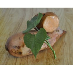 Sweet Potato (Ipomoea batatas) 'Beauregard' as Propagation Material