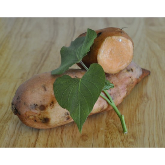 Sweet Potato (Ipomoea batatas) 'Beauregard' as Propagation Material Sweet Potato (Ipomoea batatas) 'Beauregard' as Propagation Material