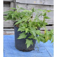 Sweet Potato (Ipomoea batatas) - Hawaiian Sunshine (POTTED)