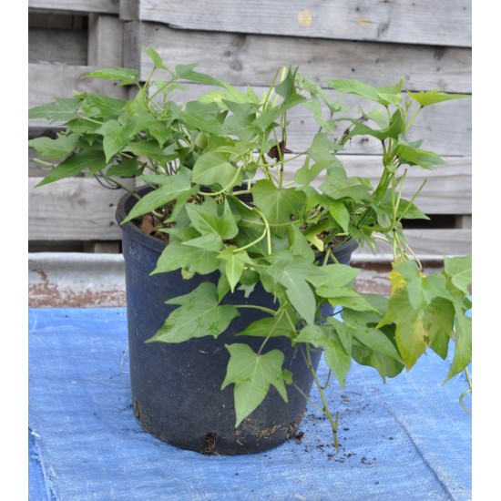 Sweet Potato (Ipomoea batatas) - Hawaiian Sunshine (POTTED) Sweet Potato (Ipomoea batatas) - Hawaiian Sunshine (POTTED)